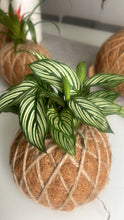 Load image into Gallery viewer, Calathea Vittata Kokedama