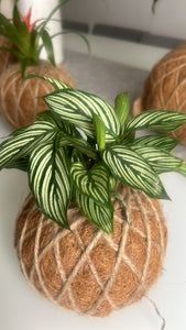 Calathea Vittata Kokedama
