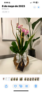 Mini Orchid Kokedama