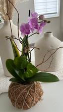 Load image into Gallery viewer, Orchids white Kokedama