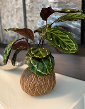 Load image into Gallery viewer, Calathea Medallion Plant Kokedama