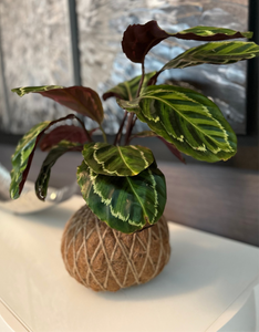 Calathea Medallion Plant Kokedama