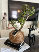 Load image into Gallery viewer, Jade, Dwarf  Kokedama (Portulacaria afra)