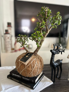 Jade, Dwarf  Kokedama (Portulacaria afra)