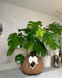 Monstera kokedama