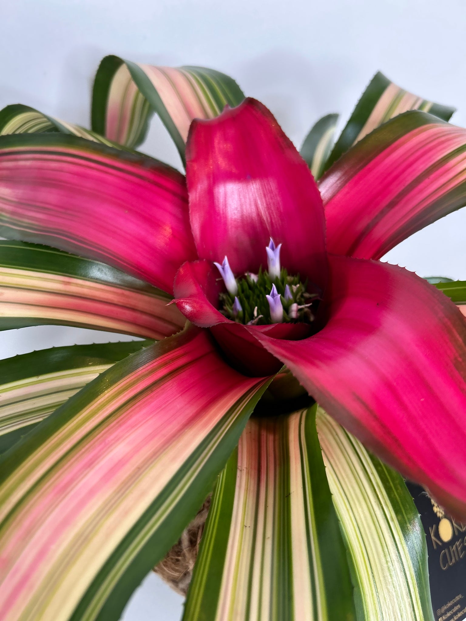 Bromeliad Neoregelia ”Autumn Rain” Kokedama – KOKECUTES
