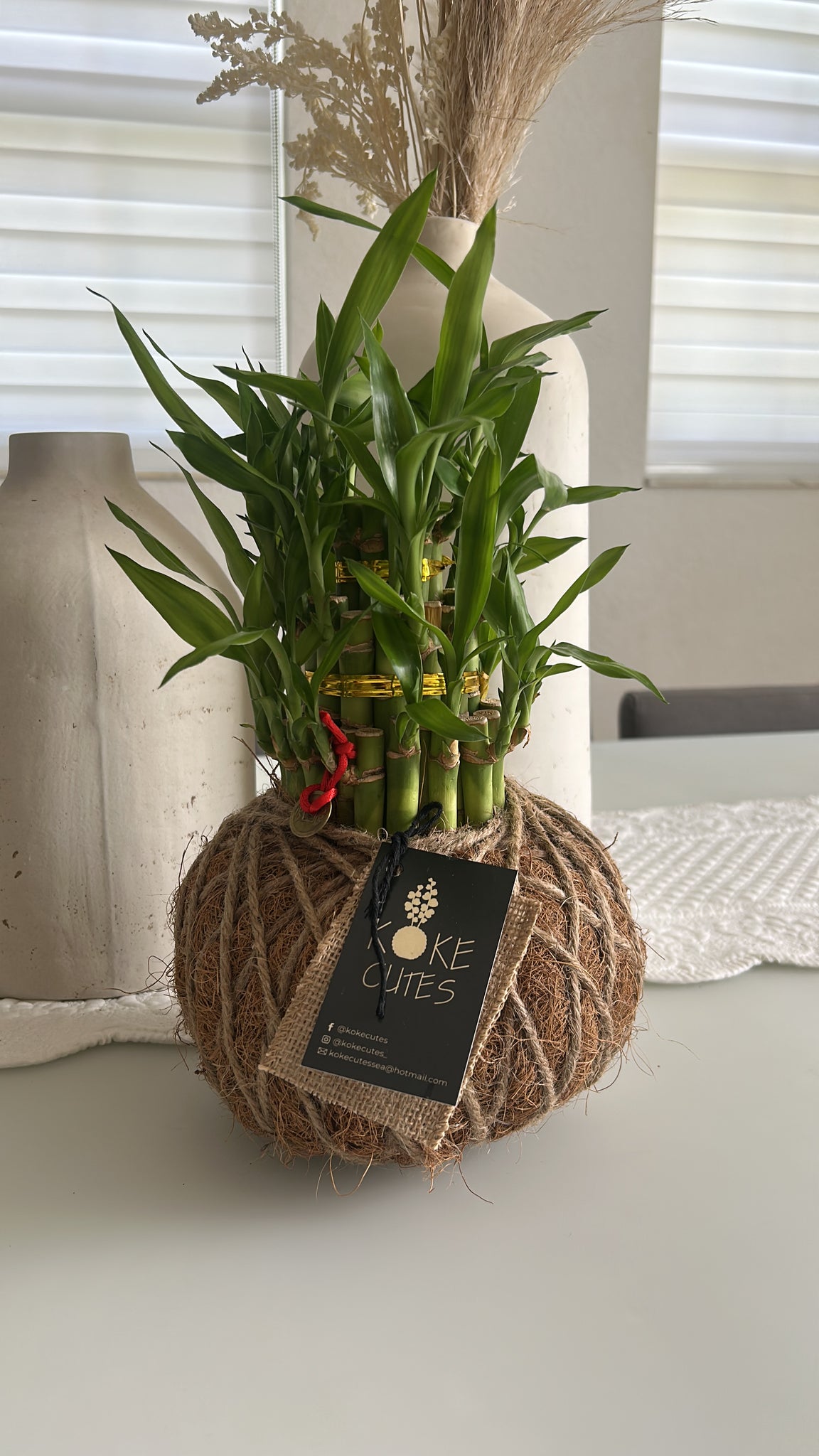 oedema lucky bamboo Lucky Bambú Kokedama – KOKECUTES
