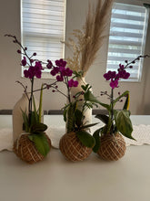Load image into Gallery viewer, Mini Orchid Kokedama