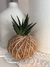 Load image into Gallery viewer, Haworthia Fasciata &#39;Zebra Haworthia&quot;