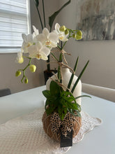 Load image into Gallery viewer, Orchids white Kokedama