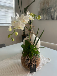 Orchids white Kokedama