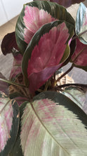 Load image into Gallery viewer, Calathea Roseopicta Mini Kokedama