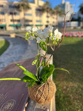 Load image into Gallery viewer, Orchids white Kokedama