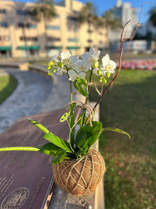 Orchids white Kokedama