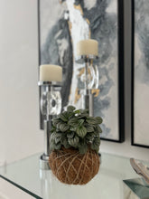 Load image into Gallery viewer, Peperomia Frost Kokedama