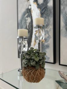 Peperomia Frost Kokedama