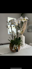 Load image into Gallery viewer, Orchids Garden White Kokedama