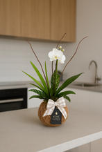 Load image into Gallery viewer, Orchids white Kokedama