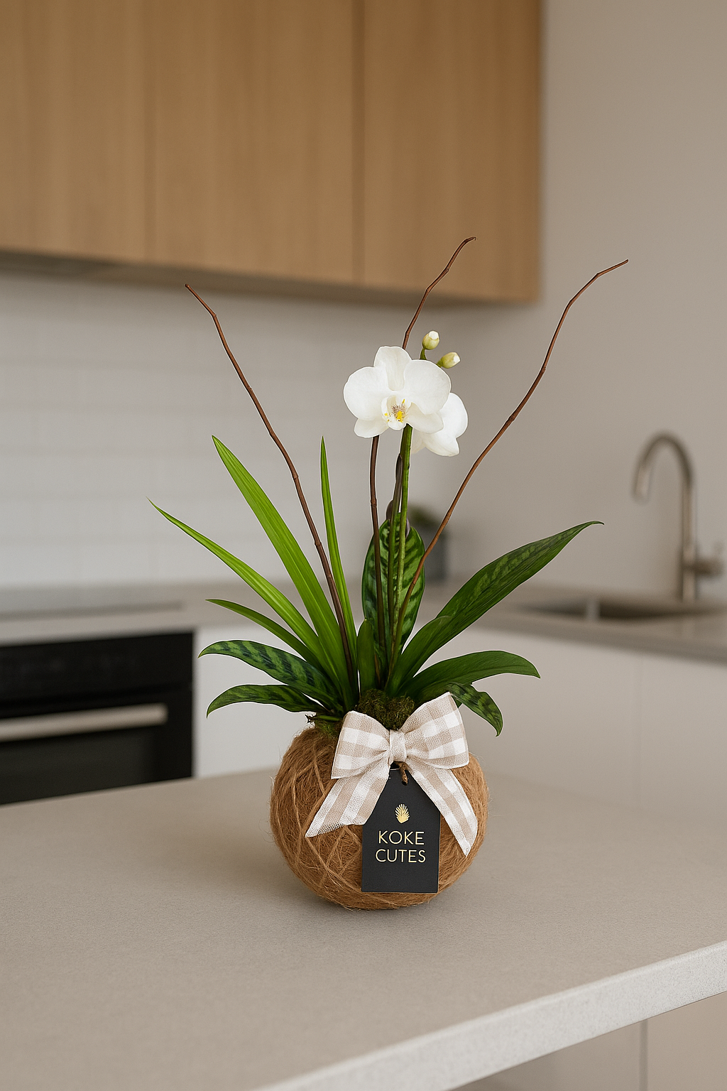 Orchids white Kokedama