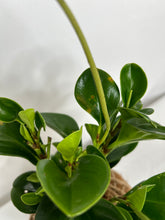 Load image into Gallery viewer, Peperomia / Baby Rubber Plant Kokedama