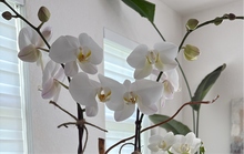 Load image into Gallery viewer, Orchids Garden White Kokedama