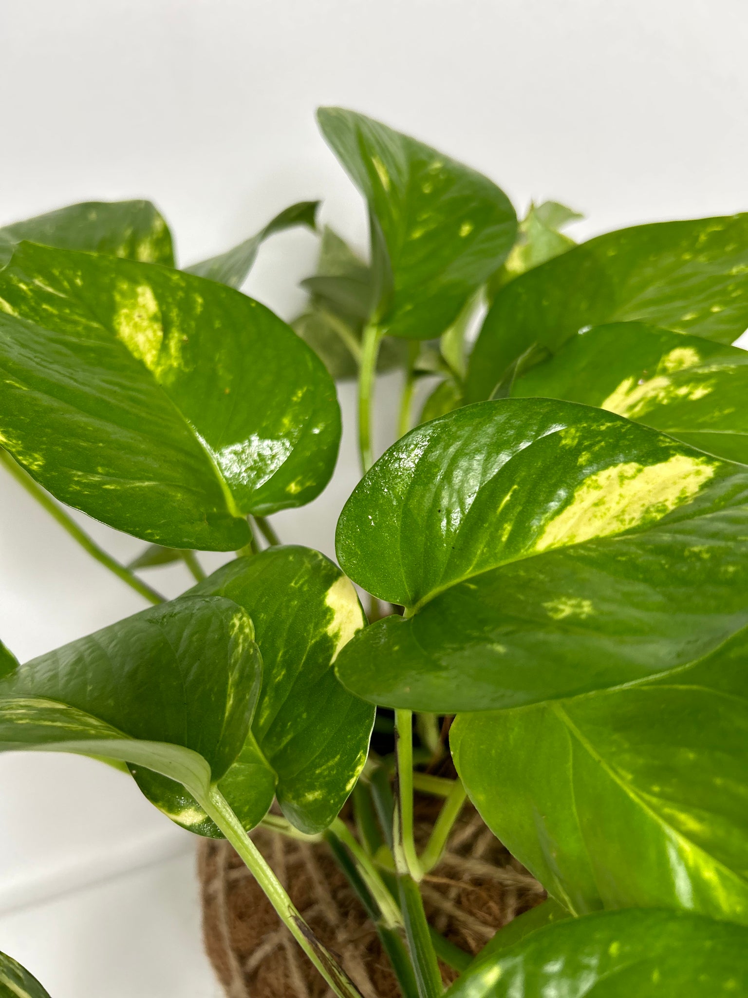 pothos kokedama Pothos Kokedama – KOKECUTES