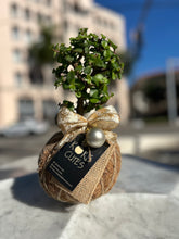 Load image into Gallery viewer, Jade, Dwarf  Kokedama (Portulacaria afra)