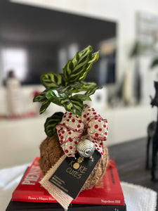 Calathea Macoyana