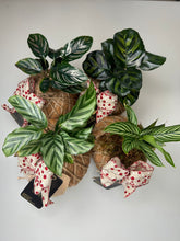 Load image into Gallery viewer, Mix Calatheas