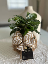 Load image into Gallery viewer, Calathea Concinna Freddie Kokedama