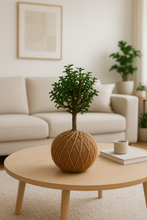 Load image into Gallery viewer, Jade Plant Gift