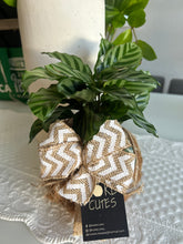 Load image into Gallery viewer, Calathea Concinna Freddie Kokedama