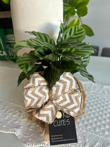 Calathea Concinna Freddie Kokedama