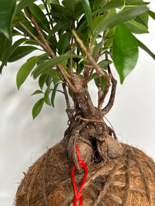 Ficus Ginseng Kokedama