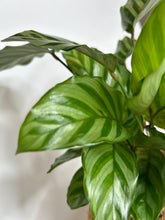 Load image into Gallery viewer, Calathea Concinna Freddie Kokedama