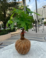 Load image into Gallery viewer, Money Tree Plant Kokedama