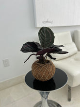 Load image into Gallery viewer, Calathea Dottie Kokedama