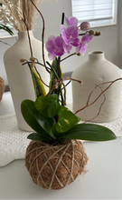 Load image into Gallery viewer, Mini Orchid Kokedama
