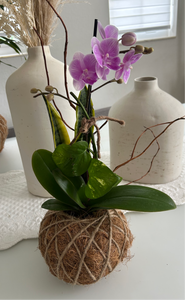Mini Orchid Kokedama