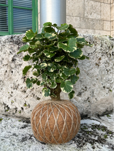 Load image into Gallery viewer, Aralia Balfouriana, Polyscias Kokedama