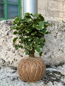 Aralia Balfouriana, Polyscias Kokedama