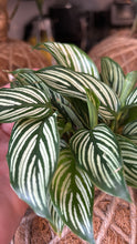 Load image into Gallery viewer, Calathea Vittata Kokedama