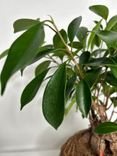 Load image into Gallery viewer, Ficus Ginseng Kokedama