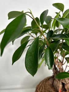 Ficus Ginseng Kokedama