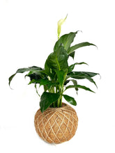 Load image into Gallery viewer, Peace Lily Plant Kokedama Spathiphyllum