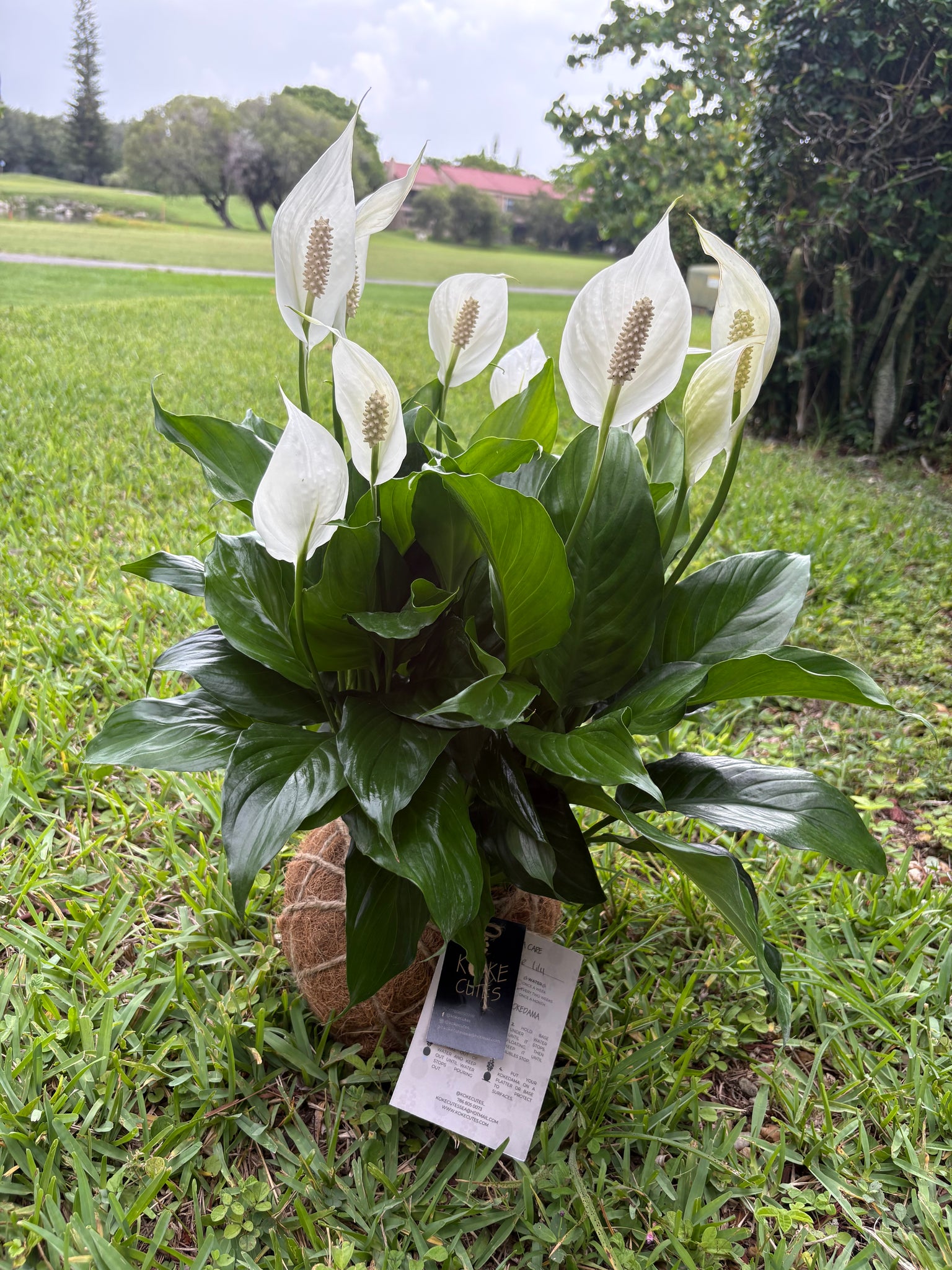 peace lily kokedama Peace Lily Plant Kokedama Spathiphyllum – KOKECUTES