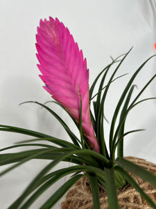 Pink Quill, Tillandsia cyanea Kokedama - Pink Quill plant.