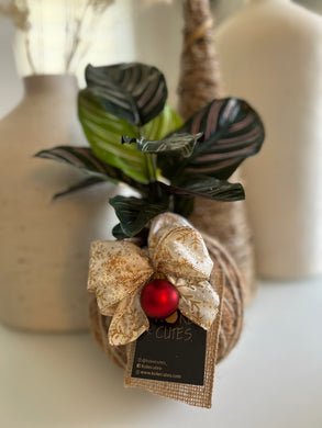 Calathea Ornata