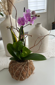 Small Phalaenopsis Orchid Kokedama