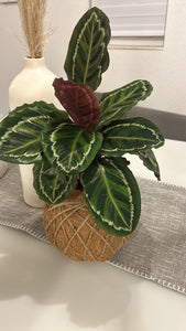 Calathea Medallion Plant Kokedama